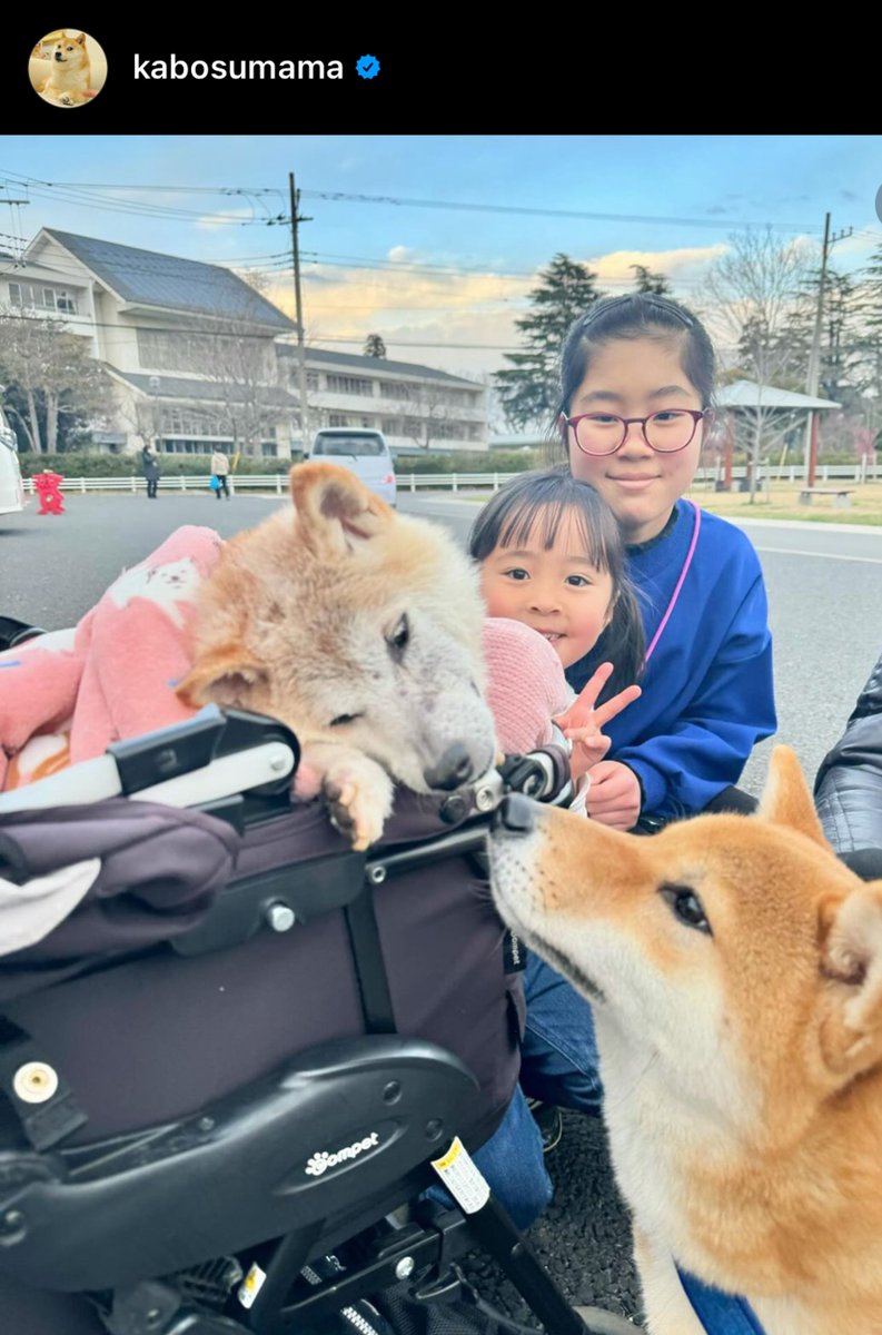 JoshuaDeuk's tweet photo. Bullish Thesis on $DOGE
1. Kabosu (the Dog in the $DOGE logo) is 19 yrs old as of 2024 (close to 95 in dog years)
2. Kabosu is also suffering from leukemia and liver disease and has been sick for quite a while 😢
3. When Kabosu leaves us, Vitalik probably goes to its funeral and thanks Kabosu on his tweet (There is no bad news in BULL MARKET) - and everyone else writes about it
4. Muscle memory of last cycles retail - everyone memorialize Kabosu by buying $DOGE
5. GALAXY Digital wrote a report on $DOGE before - MEMEs are too small to ignore and its one of the strongest edges of crypto funds
https://t.co/tR1y6iPuj0

Stop thinking and just look at this chart
10x, 100x, Kabosu back to $1 🚀