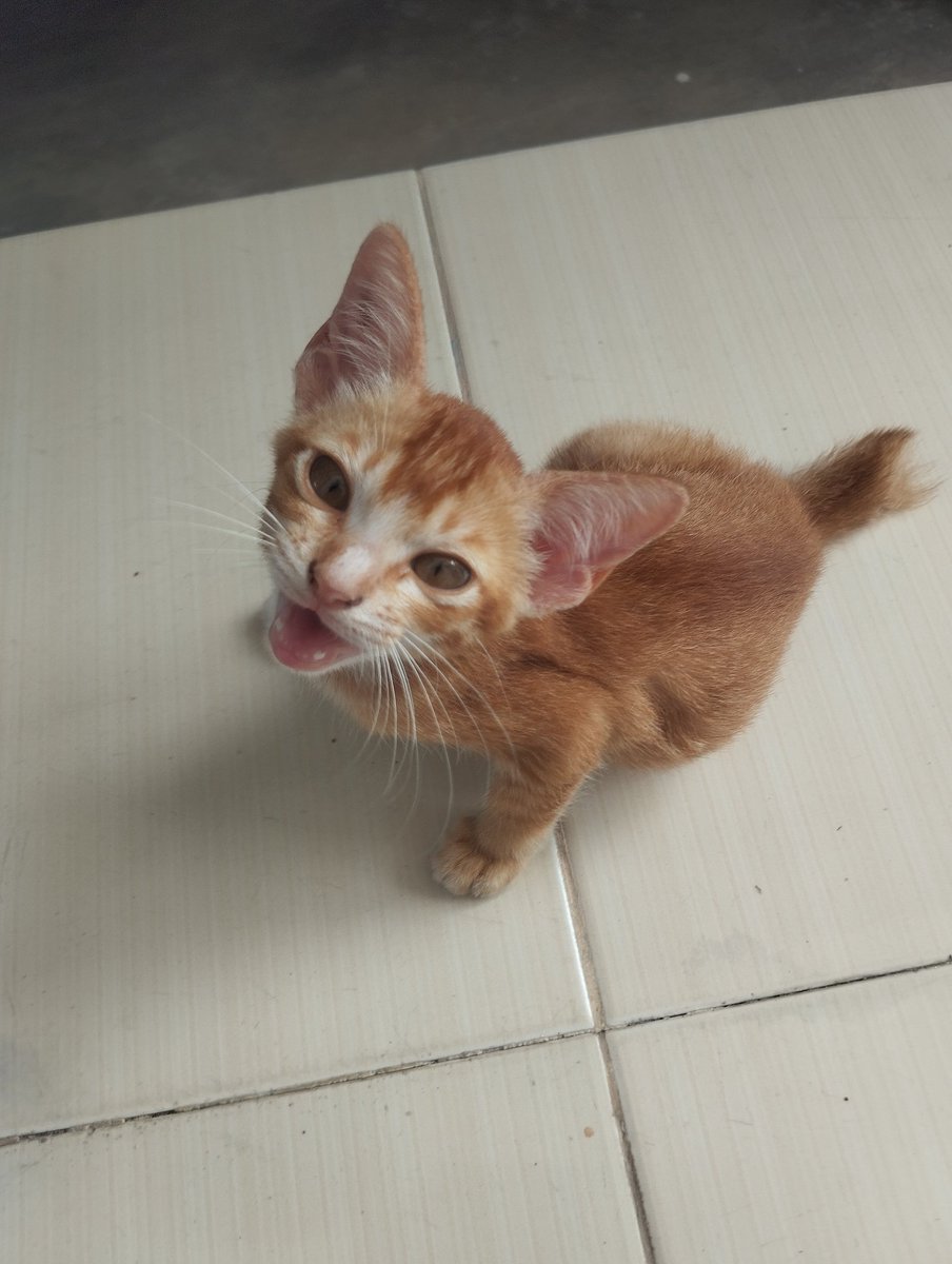 uchi_leoni's tweet photo. Si Oyen.. https://t.co/vQx8eAeV55