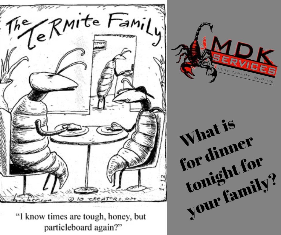#mdkservices #termites #termiteswarm #termitecontrol
#mdkservices #familydinner