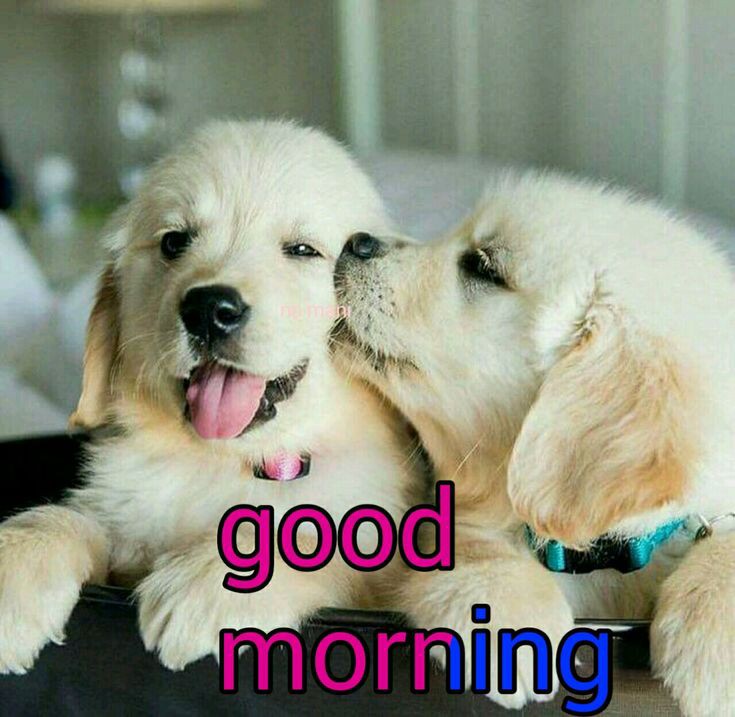 🌞Good Morning 🌴☕
Have a Happy Monday and wonderful new week. Good Vibes Always. Blessings, Peace and Love 🙏🌿🌹🎶🥰🍎🍒🐈🐕🐎🍀🐞🦋🐬💙🩵💚💛🧡❤️💖💗🩷💓💞