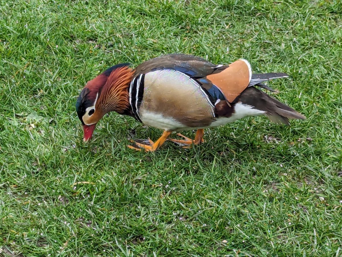 Beautiful mandarin duck at kersney abbey #BirdsSeenIn2024 #Duck #2024 #familywalk