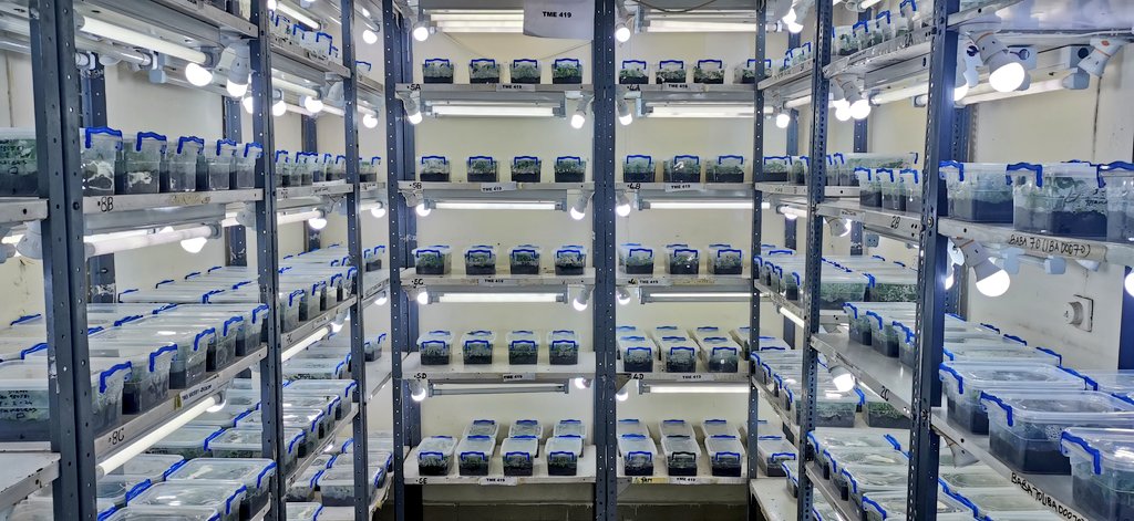 jamesplegg's tweet photo. π¬π± TC Yams n Cassava π³π¬πΏ
π±Tissue Culture is a key starting point used by #NRCRI in #Nigeria to multiply disease-free stocks of new varieties of #yam & #cassava destined for the seed system. NRCRI yam team lead, Dr Iheoma Okwuonu explains plans to IITA/UI's Morufat Balogun πΏ https://t.co/mBm4Thv8dO