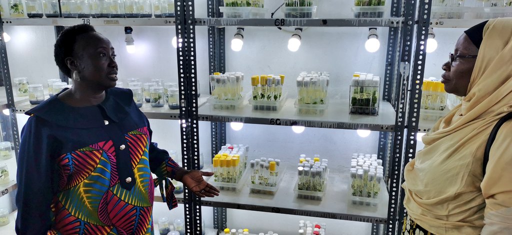 jamesplegg's tweet photo. π¬π± TC Yams n Cassava π³π¬πΏ
π±Tissue Culture is a key starting point used by #NRCRI in #Nigeria to multiply disease-free stocks of new varieties of #yam & #cassava destined for the seed system. NRCRI yam team lead, Dr Iheoma Okwuonu explains plans to IITA/UI's Morufat Balogun πΏ https://t.co/mBm4Thv8dO
