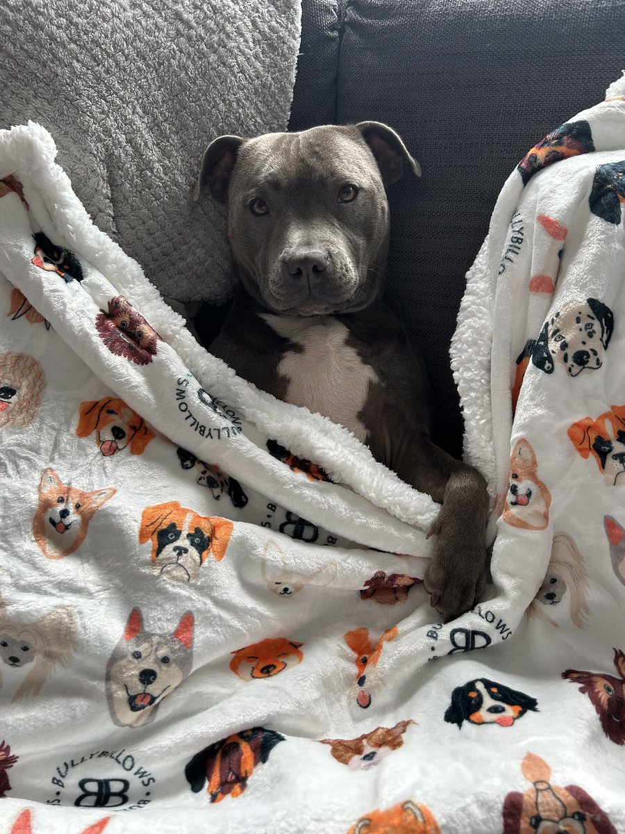 BullyBillows tweet media