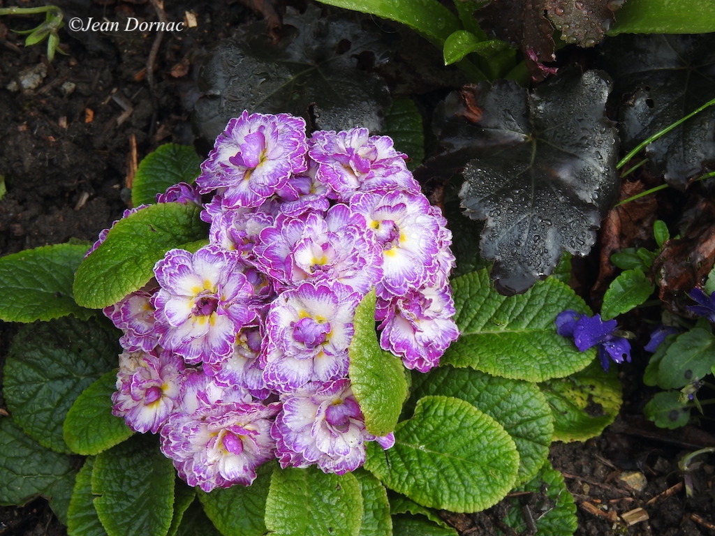 JeanDornac's tweet photo. Superbes fleurs aux couleurs douce et même tendres... #superbes #fleurs #couleurs #douces #tendres #parc #médiathèque #Lannion #CôteArmor #Bretagne #France https://t.co/9VAaZG7DBR