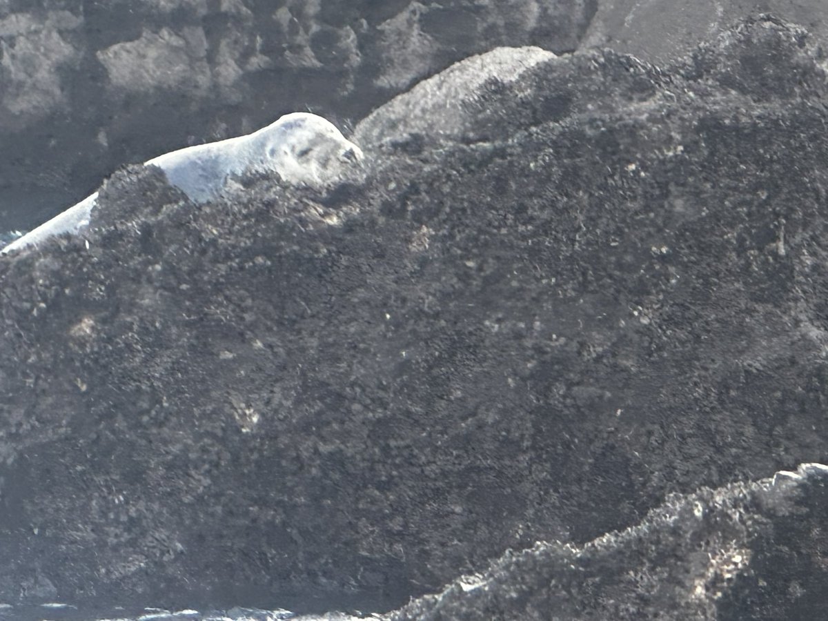 bprincesup's tweet photo. The seals were sleeping on The Orestone Rock π¦π΄ #supadventures #adventuresup #explorechallenge #orestonerock #torbay #englishriviera #paddletorbay #sup #standuppaddle #paddleboarding #paddle #suplife #suptraining #supadventuresuk https://t.co/5ocgOY5FYc