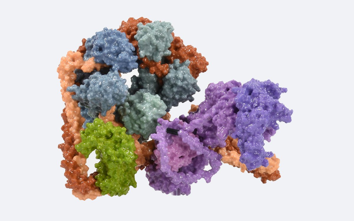 Our article rdcu.be/dADZD on the endogenous human Commander complex structure and interactions is now out in <a href="/NatureSMB/">NatureStructMolBiol</a>!  #structuralbiology #massspec
<a href="/epkumpula/">Esa-Pekka Kumpula (PhD)</a> <a href="/JuhaHuiskonen/">Juha Huiskonen</a> @SaaraLaulumaa <a href="/Varjosalo_Lab/">Varjosalo_Lab</a>