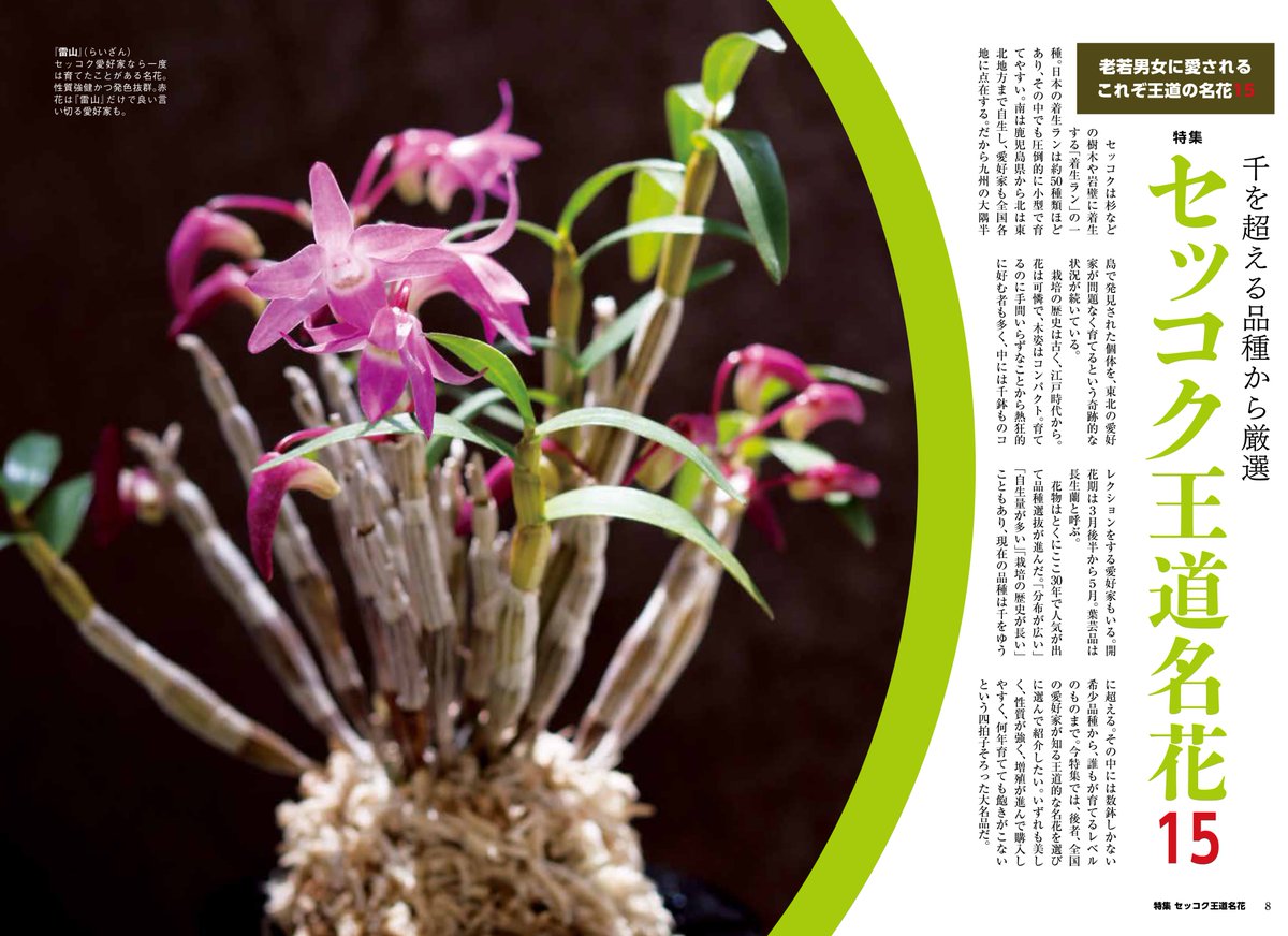 セッコク 赤 園芸JAPAN【毎月12日発売】 on X