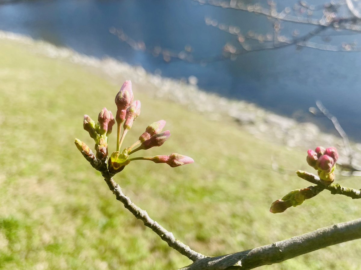 Nature's clock, In bloom and leaf, Season's dance, Finely detailed. --Phenology Happy spring! 🌸 🍃 #phenology @phenologists #spring #nature