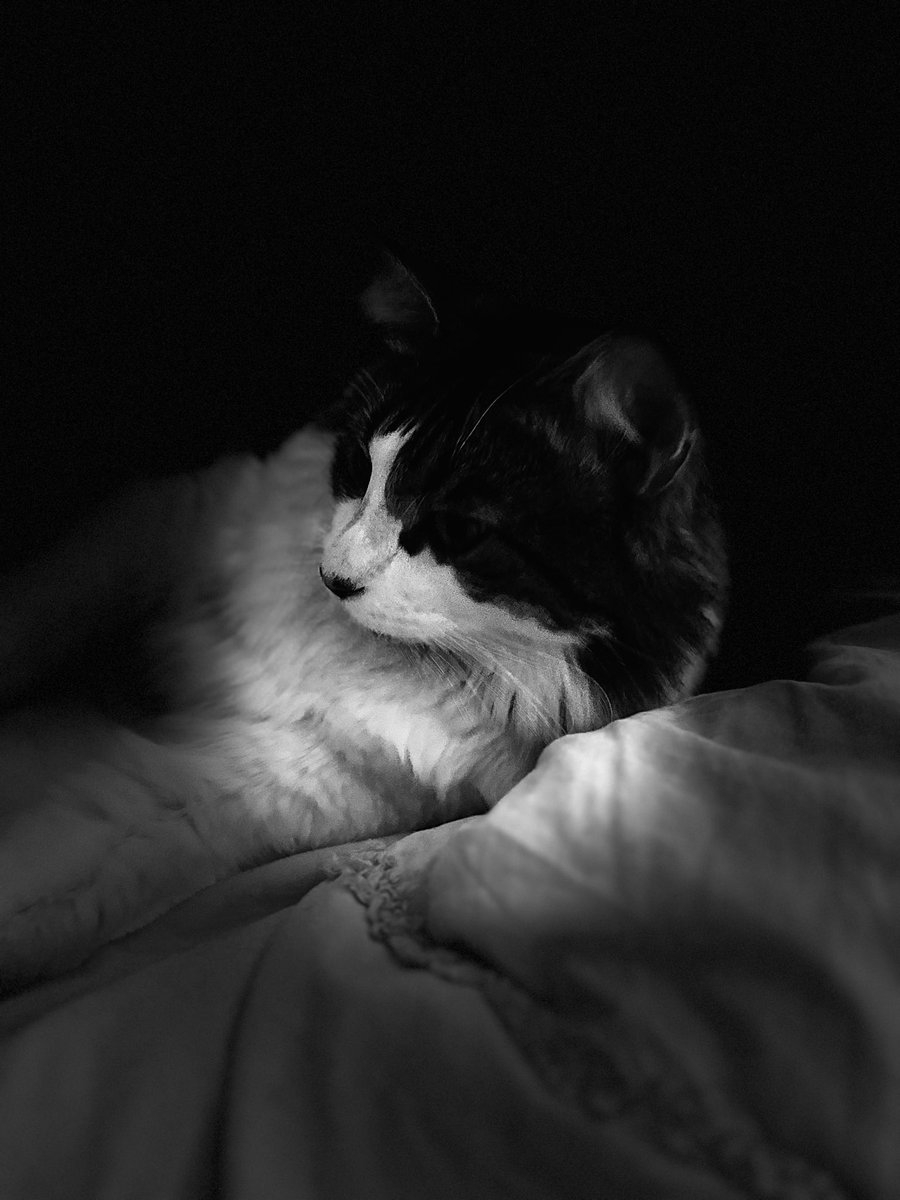 Wendy Wilkinson 🙀🐱🐈🦘 tweet media