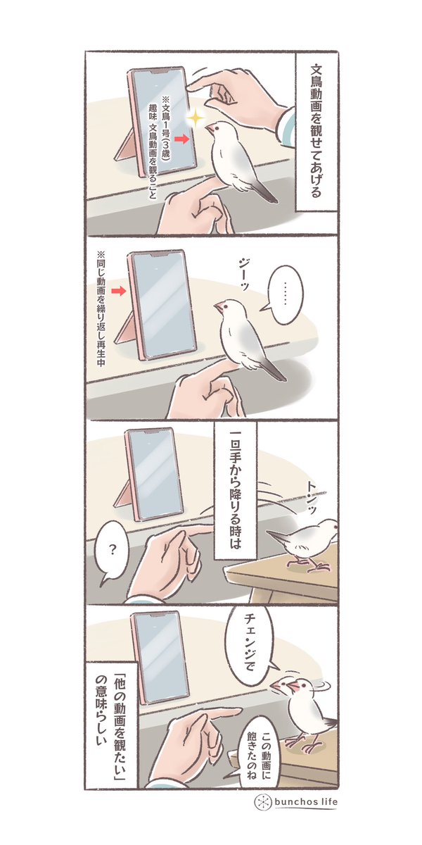 文鳥動画再生中、手から降りてウロウロしているときは「(別の動画に)チェンジして」の意味らしい
#文鳥 
#4コマ漫画 