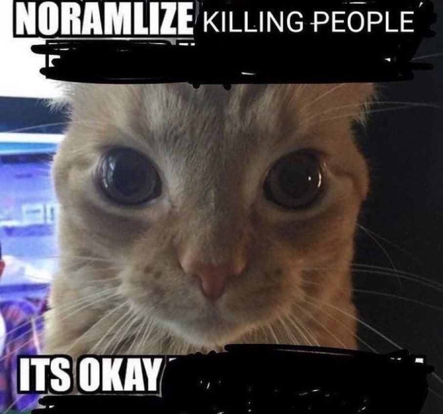 LiterallyMeCats (@literallymecats) on Twitter photo 