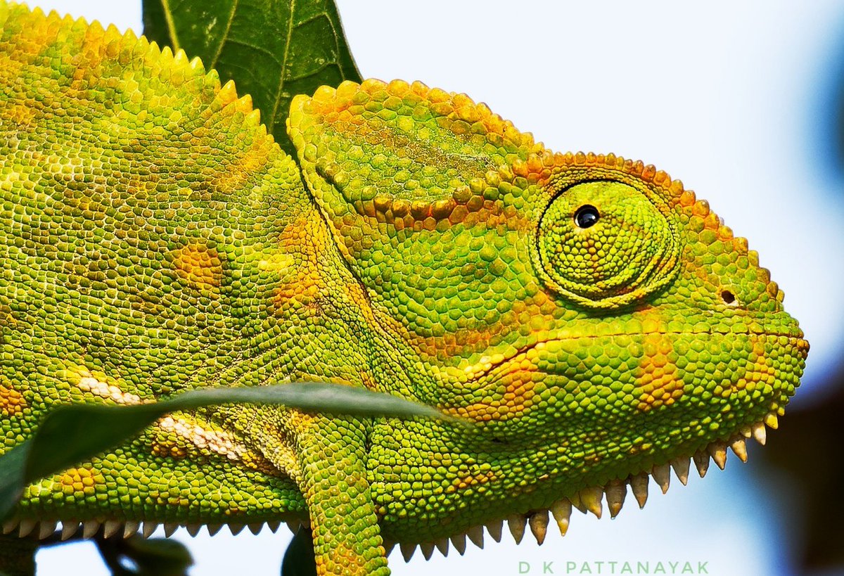 #MacroMonday
Indian Chameleon photographed in the homestay we were staying outside the #Bhitarkanika National Park #odisha #india.
#IndiAves #ThePhotoHour #BBCWildlifePOTD #natgeoindia