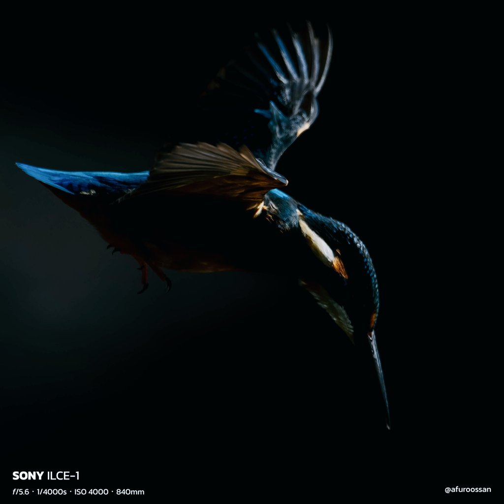 「刺客」
#カワセミ 
#kingfisher 
#SONY #α1 #a1
#SonyAlpha
#sel600f40gm 
#これソニーで撮りました