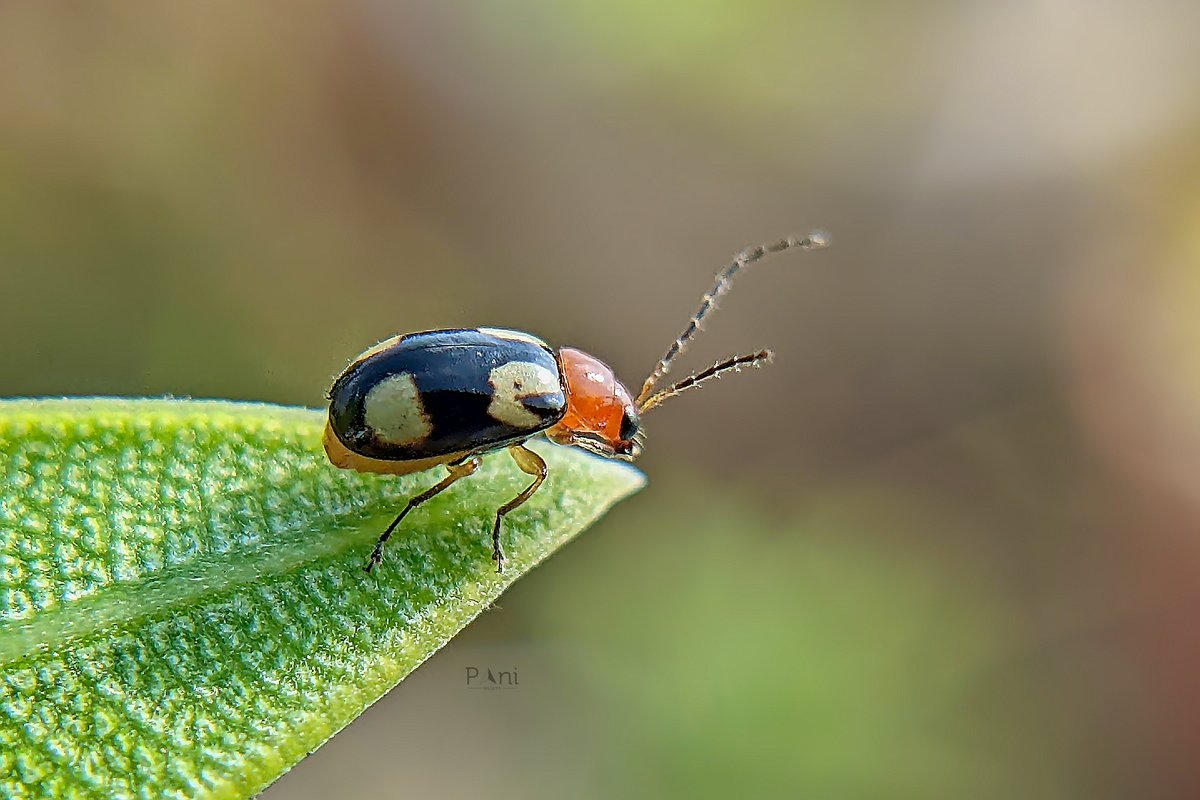 paneendraba's tweet photo. Monolepta
Monolepta are herbivores, primarily feeding on the leaves of various plants.
Some species are considered agricultural pests, as they can cause significant damage to crops like soybeans, beans, and cotton.
@IndiAves @Avibase
#Monolepta
#leafbeetle
#insectphotography https://t.co/tL9If2qFWn