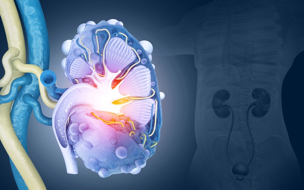 This World Kidney Day, we highlight Autosomal Dominant Polycystic Kidney Disease (PKD), which affects about one in 1,000 people. New Australian guidelines have been developed to diagnose and manage this disease. Read more: ow.ly/Cxve50QPNFs