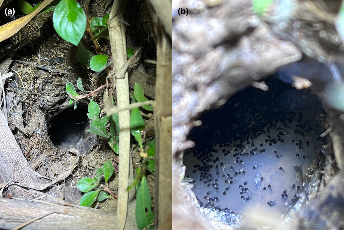 An Australian amphibian was found using flooded crayfish burrows for egg clutches, showcasing an intriguing case of extended phenotypes. This behaviour could aid amphibian persistence amid climate change impacts. #AustralEcology @EcolSocAus @WileyEcolEvol bit.ly/49S1pAE