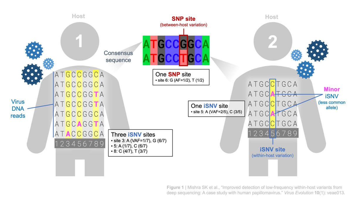 chasewnelson's tweet photo. Our study focused on #intrahost single nucleotide variants (#iSNVs, pronounced ‘eye-snivs’, e.g. C>T) of the cancer-causing human papillomavirus #HPV.
You can think of iSNVs as polymorphisms in the population of viruses infecting a single individual. 2/8 https://t.co/WyRfib3gCE