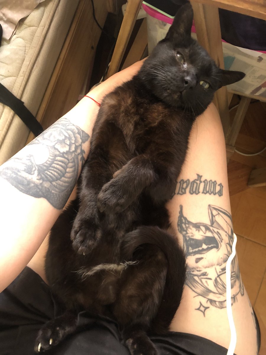 6liliths6baby6's tweet photo. Se perdio mi bb Lucifer. Lo extraño mucho. 
Funes. Garita 16. Nos mudamos hace poco. Debe estar desorientado.
Es un viejito pequeño, con mucho necesidad de amor constante. 
Tiene un ojito que le llora, la cola quebrada en la punta, orejas cortadas.  
Por favor difundan 🙏🏼🥺 https://t.co/7xYbIC8bNe