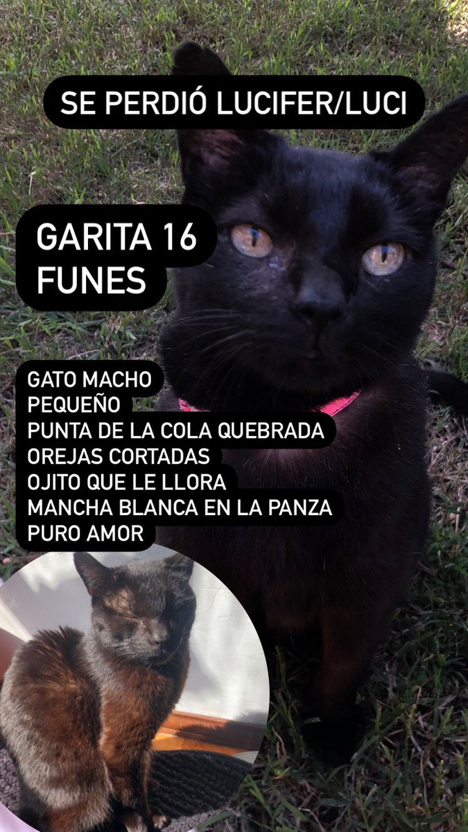 6liliths6baby6's tweet photo. Se perdio mi bb Lucifer. Lo extraño mucho. 
Funes. Garita 16. Nos mudamos hace poco. Debe estar desorientado.
Es un viejito pequeño, con mucho necesidad de amor constante. 
Tiene un ojito que le llora, la cola quebrada en la punta, orejas cortadas.  
Por favor difundan 🙏🏼🥺 https://t.co/7xYbIC8bNe