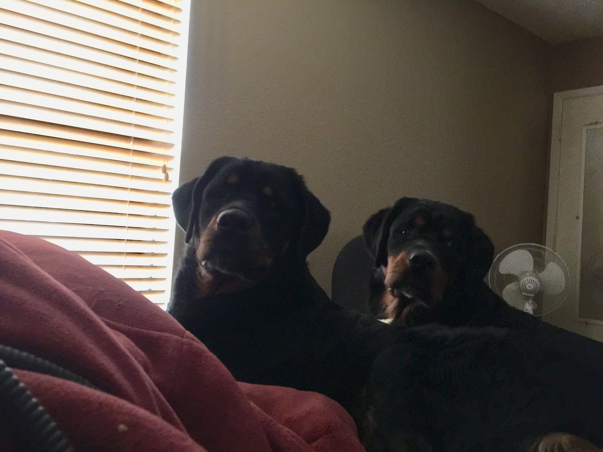 Berner / Rottie Mom tweet media