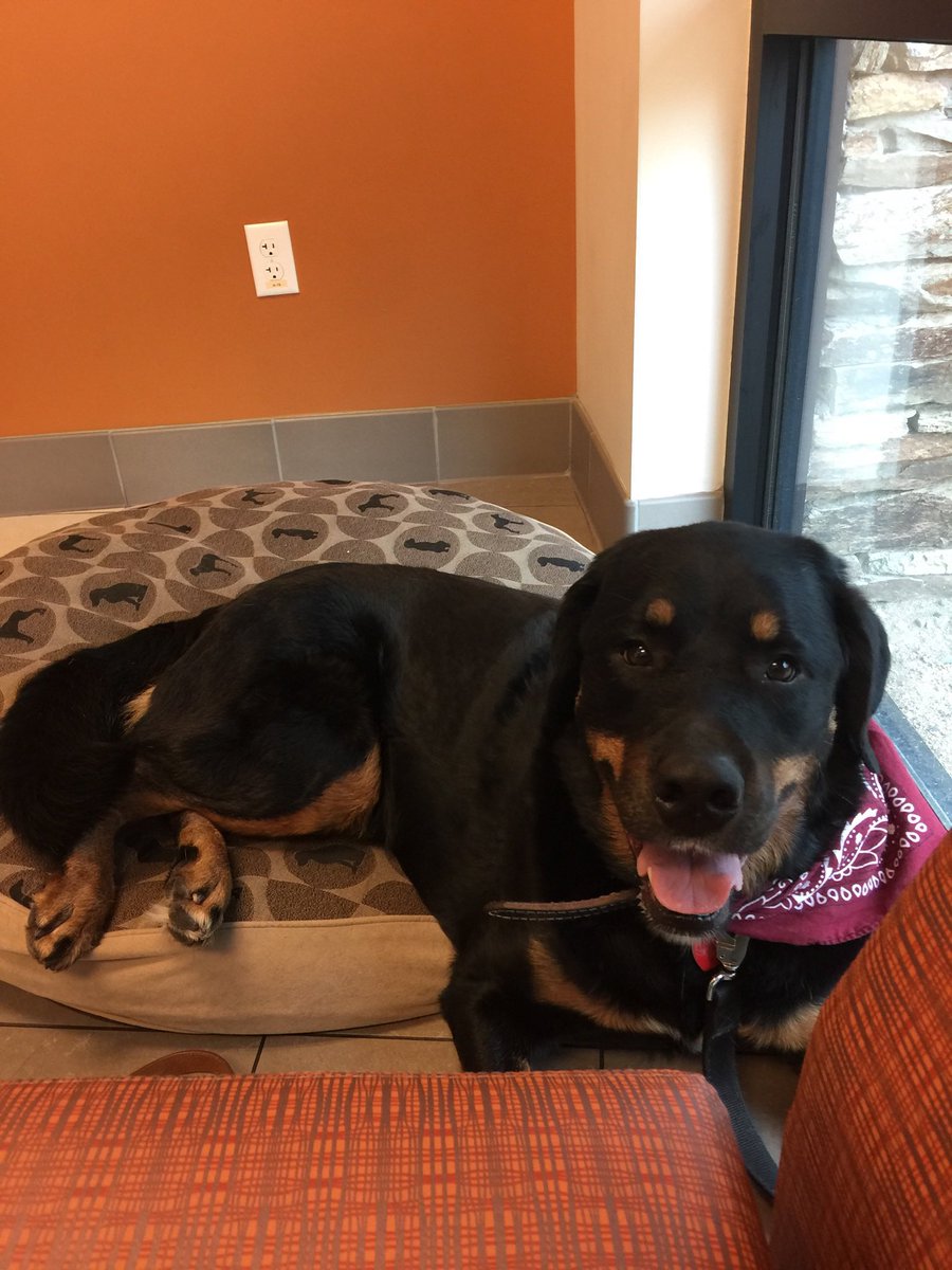 Berner / Rottie Mom tweet media