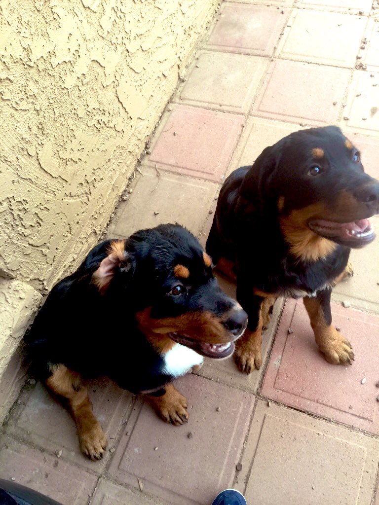 Berner / Rottie Mom tweet media