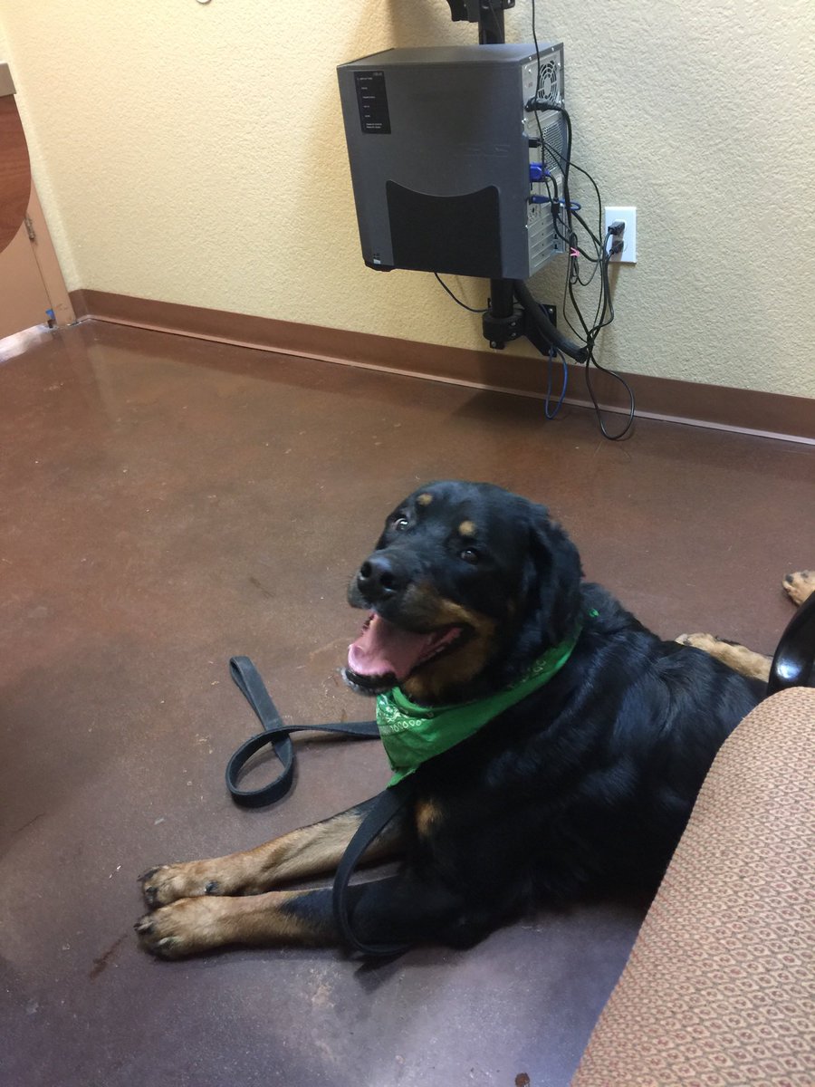 Berner / Rottie Mom tweet media