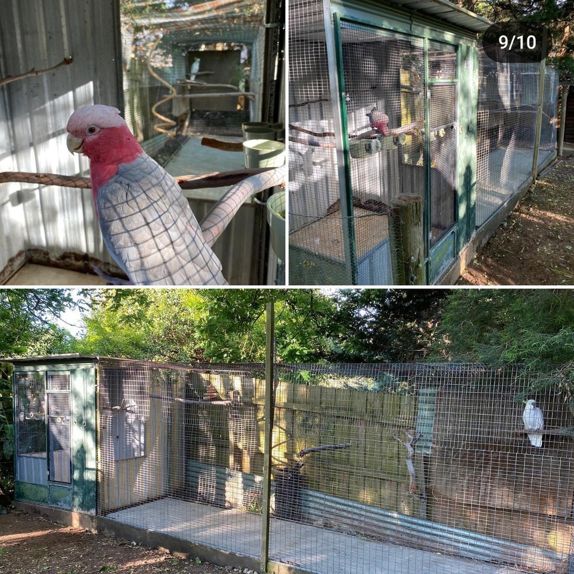 Little_Beaks's tweet photo. Lcheck out our blog now and embark on a rewarding journey of bird advocacy and volunteerism! 🌿🕊️
https://t.co/6k0fy8s24K https://t.co/RgZoIm7DFK