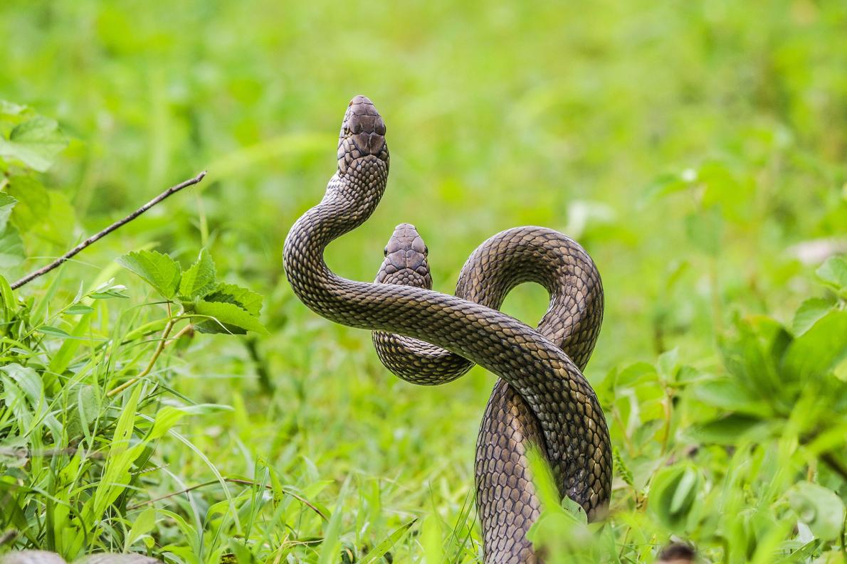 The beautiful Rat Snakes at @AgaraLake , brilliantly captured by lake volunteer Sridhar Parthasarthy! It's important to ensure that #BBMP focuses on conservation! @WeAreHSRLayout @_kanakapuraroad @EcosystemLake @aranya_kfd @ShikaripalyaL