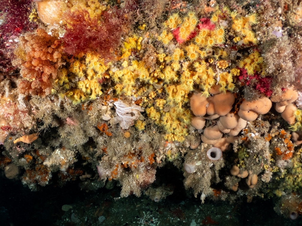 EcolSocAus's tweet photo. Happy #SeaWeekAustralia!
Colourful sponge gardens, lush seagrass meadows, delicate bryozoan reefs, towering kelp forests, extensive coral reefs are a few examples of the incredible marine ecosystems we are lucky to have in Australia.
📷 Elodie Camprasse
#SeaWeek #MarineMonday https://t.co/yPgyWGBnG9