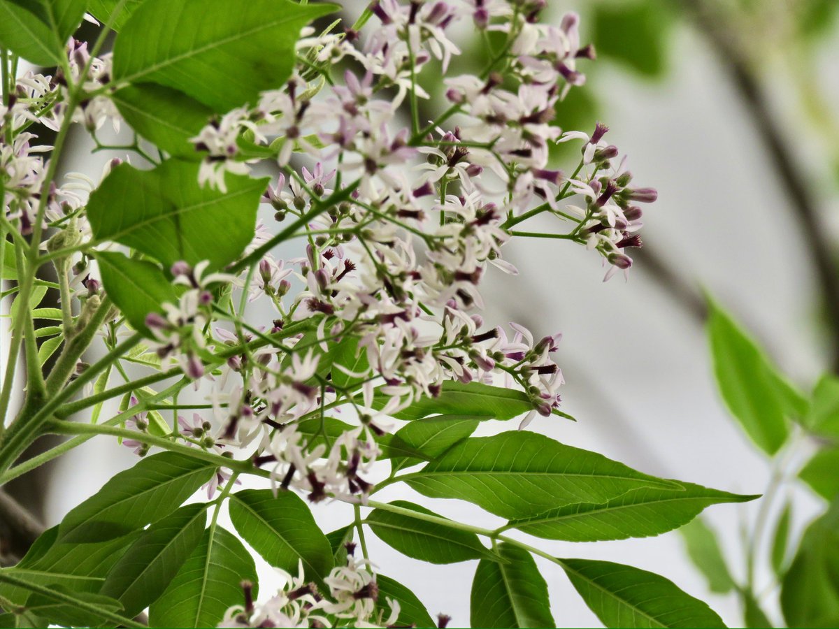 vrundavs's tweet photo. so long as there is life there shall be struggle
Accept it .sleep with it .get up in the morning and be in awareness that you still breathe
Amitabh Bachchan
Flowers of chinaberry tree
Also called Indian wild liliac or pride of India
#wildtree #treelore #TreeClub #vrupix https://t.co/jjfIkl18g3