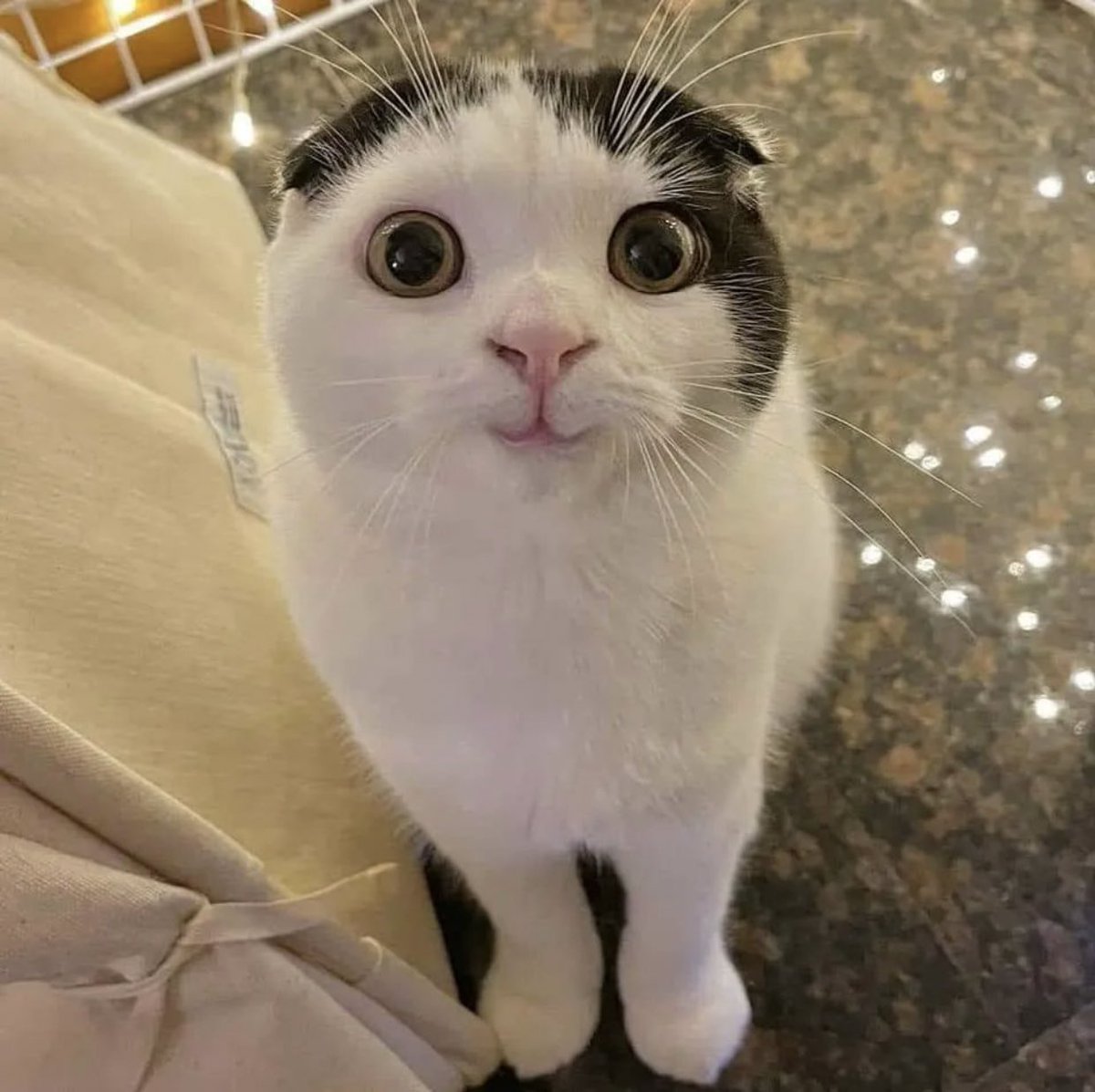 kedi aurası gülümsetir😺 (@kediaurasi) on Twitter photo 