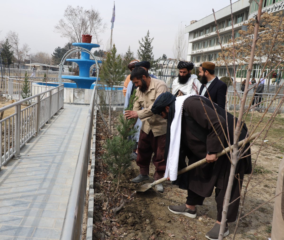 د ګمرکونو او عوایدو معینیت په انګړ کې (۴۰۰) زینتي نیالګي کینول کیږي
د کب ۲۱مه ۱۴۰۲ه.ل
د ګمرکونو لوی رئیس الحاج مفتي عبدالمتین سعید د دې ریاست د تخنیکي او عملیاتي مرستیلانو په شتون کې تېره ورځ د ګمرکونو او عوایدو معینیت په انګړ کې (۴۰۰) زینتي نیالګیو د کینولو بهیر پیل کړ.