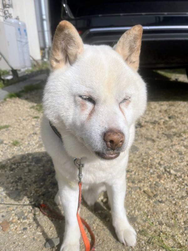 gY2TiUbn6e8e6KL's tweet photo. 🐶🆘【迷子犬】🎈
［＃三重県四日市市🐕］
🔷2024.3.9⏰20時台
🔴三重県四日市市山田町で迷子になった〝ニシキ君♂〟を探しています🐾
🍀ニシキ君発見に皆様のお力をお貸しください🙇‍♂️
＃迷子犬 #三重県迷子犬
#四日市市迷子犬 #ニシキ君
#柴犬迷子
https://t.co/y6uCpgCyb2 https://t.co/4lINOeEtGs