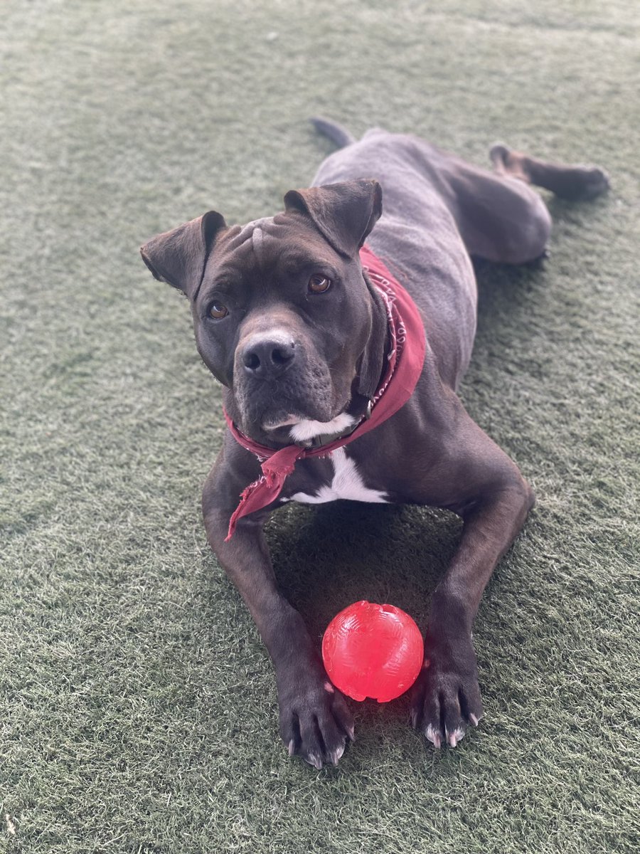 SUFPFoundation's tweet photo. TODD IS EXTREMELY URGENT. NEEDS A FOSTER OR ADOPTER NOW. Email info@standupforpits.us. Located in Los Angeles, 4rs okd, must be only pet, neutered, so sweet and loves people. Loves to lounge but also would be a great adventurer. He was abandoned in boarding for TWO YEARS. Plz RT! https://t.co/te1eF6Z5hw
