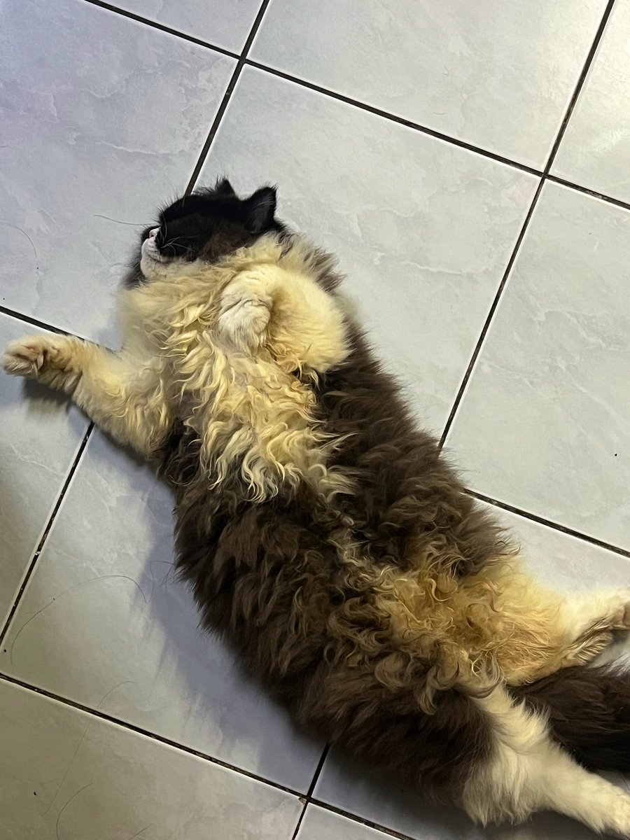 btrsyiaablqs's tweet photo. @pelisahh hewwoo hooman😆 https://t.co/KQWS0MFAWW