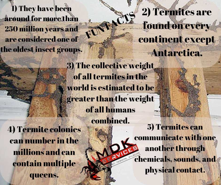 #termite #termitecontrol #termitedamage #mdkservices #homesweethome