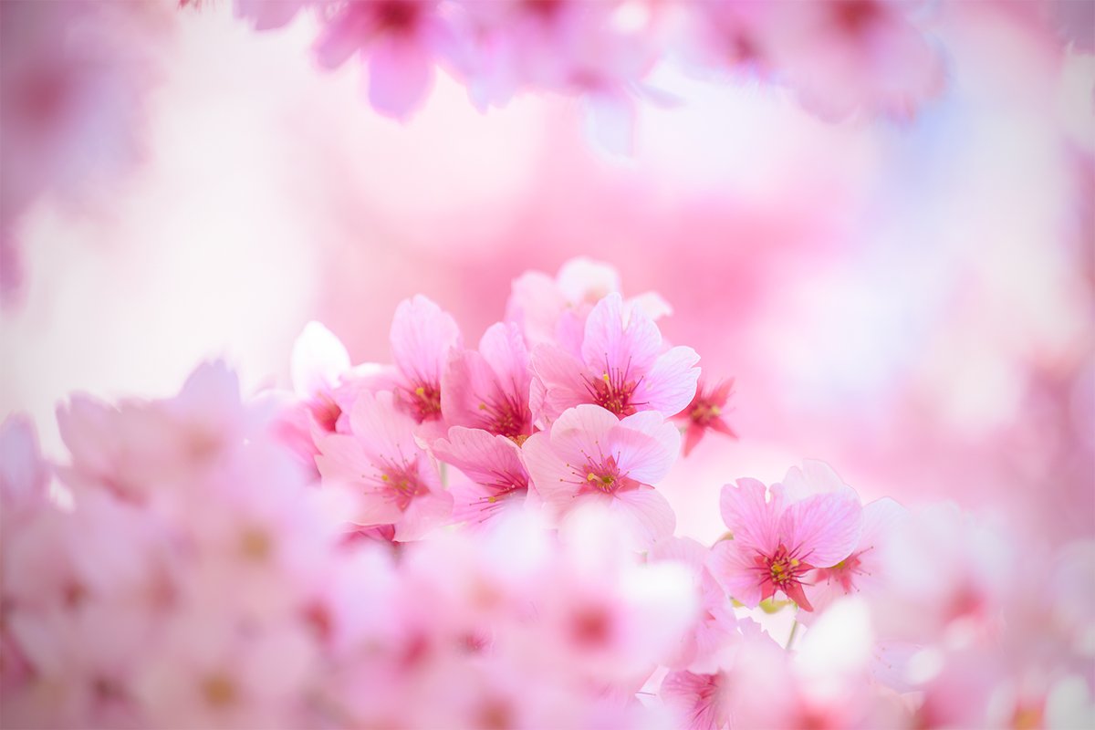 precioustail's tweet photo. #ミモザ  #蔵前桜 https://t.co/jHPtnZ6JmM