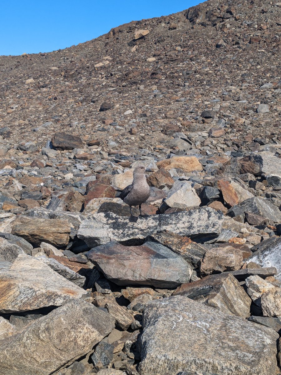 Did you spot the #skua? Now that we have your attention 😉 Have you registered for our upcoming webinar yet? We're showcasing the fieldwork experiences of 6 ECRs in Antarctica. Speakers announced tomorrow! Register here: bit.ly/3uVL4vv Photo credit: @SophieIHolland