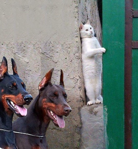 Punch Cat (@punchingcat) on Twitter photo 