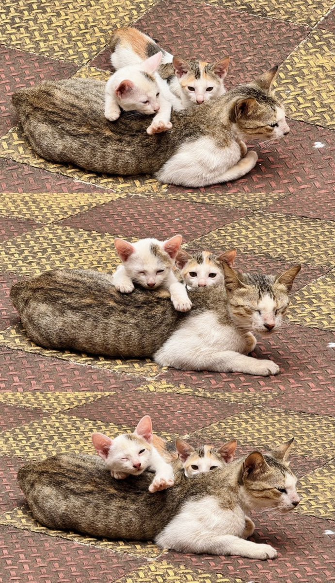 Shubhranshee's tweet photo. #perfect • just the way you are 🐈 https://t.co/A9BWujtsyC