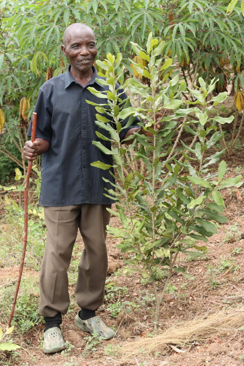 TUNADO_Bees's tweet photo. Beekeepers who took on our Macadamia gospel under the #MACBEE project in Kyotera are not regretting. Integrating Macadamia with coffee and bees in our new agro-forestry approach is paying off already. We thank farmers for embracing it. @WoordenDaad https://t.co/wmxyCCt6At