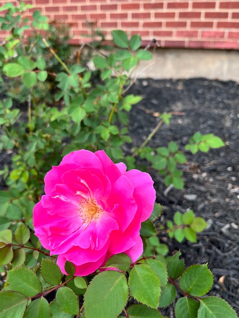 Happy Friday (03/15/24)! Last week, undergrad student Connor C. went with me to Baylor Univ. to tag roses in a rose rosette resistant cultivar trial.  This is part of the SCRI Sustainable Roses grant. Check out some research updates at  roserosette.org -KO @txplantdr