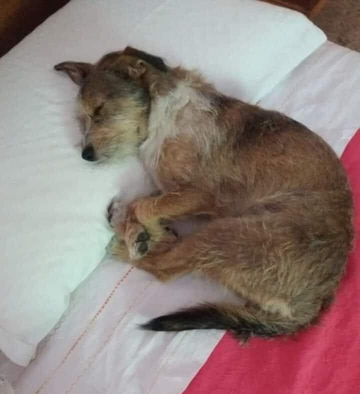 Today on my way home from work I found this kid in the middle of the road. I looked to see if he belonged to anyone, if he had other dogs with him... Nothing... He was alone and crying non-stop. We went to the vet, he didn't have a chip and so I decided let's be a family! We came