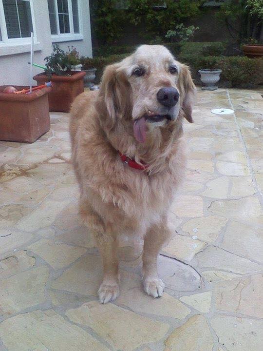 Dog Lovers tweet media