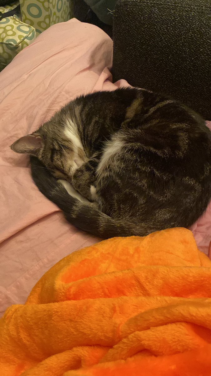 strokesstan's tweet photo. She’s so big now https://t.co/N6P5uWomAs