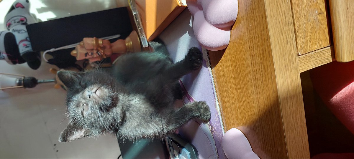 eitzah's tweet photo. Adopte a un michi, que nombre le pongo, le decimos michiberto, batman y chimuelo jaja por cual votan? https://t.co/8zuvP8oiTR