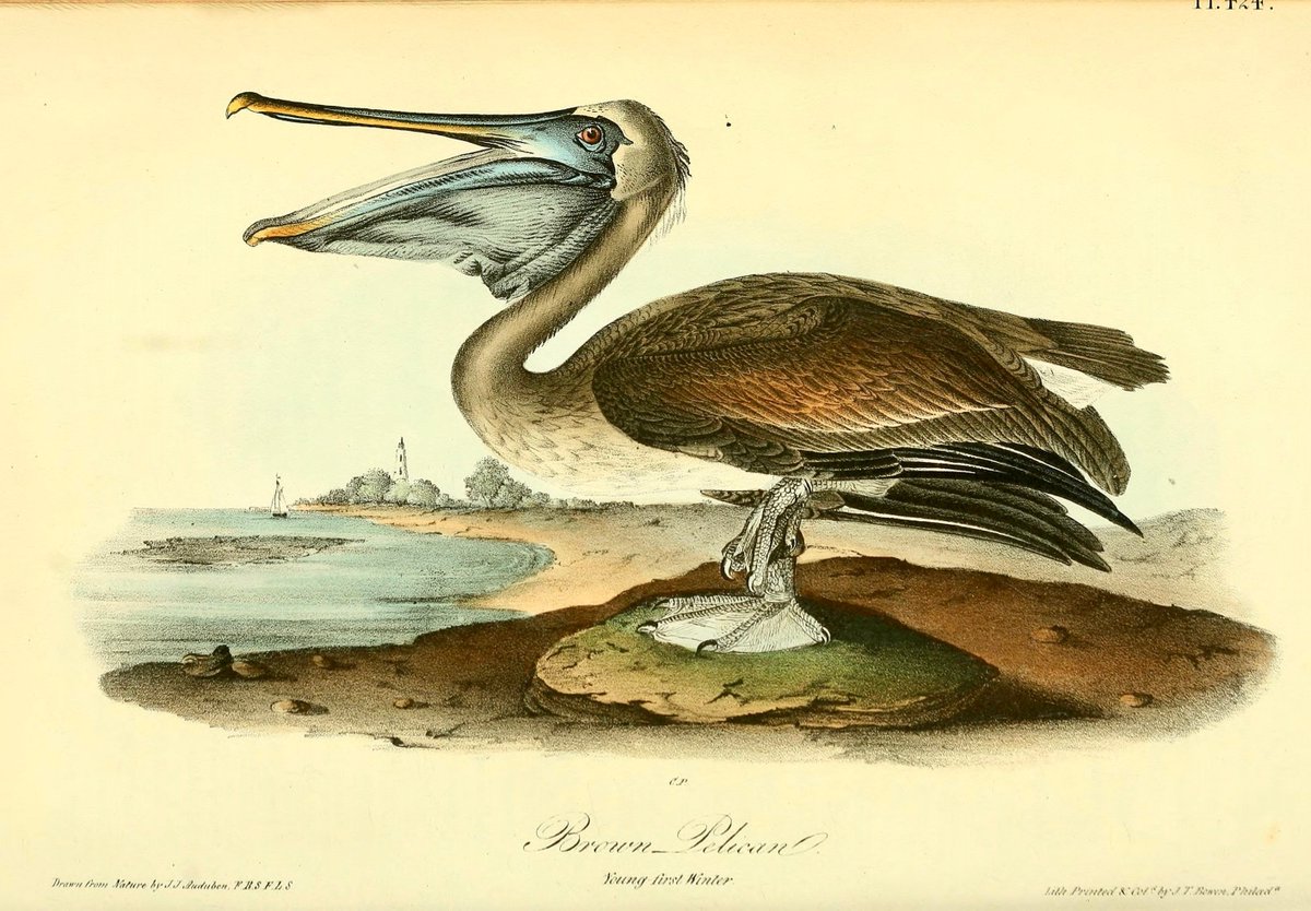 3 #MARCH #WorldWildlifeDay
‘Brown Pelican - Young first Winter’
#JohnJamesAudubon (1785-1851), *The Birds of America from Drawings Made in the United States and Their Territories* VII (New York 1844) Pl. 424. John T. Bowen, lithographer
#ScientificIllustration #ornithology