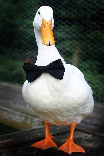 A fancy duck tweet media